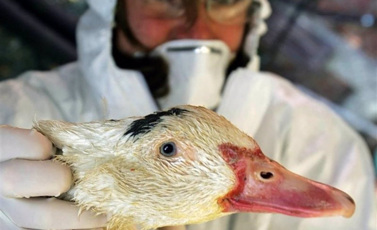 Detectados dos casos de gripe aviar en aves migratorias en Galicia