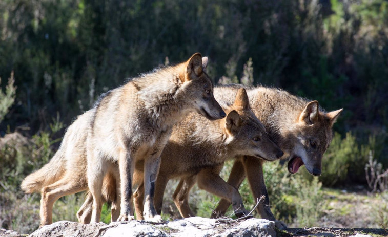 Cantabria, Asturias, Galicia y CyL priman los intereses ganaderos sobre la protección del lobo ibérico, considerado pieza de caza