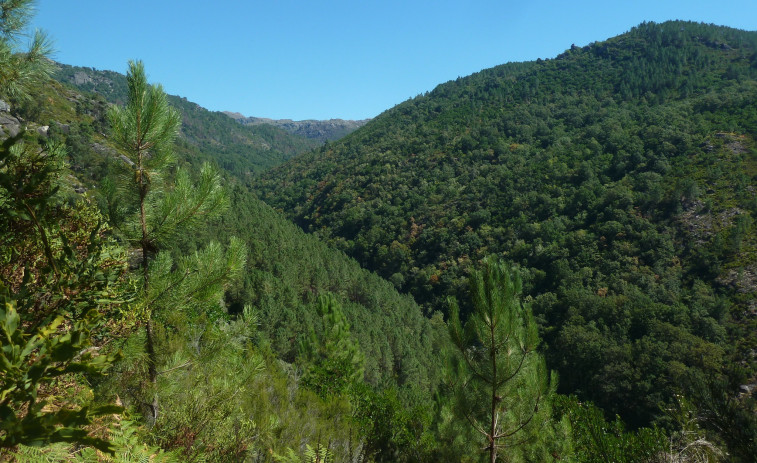 Galicia es la comunidad que menos protege sus bosques: solo el 15% de su superficie forestal está protegida