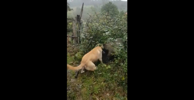 Captura de un vídeo denunciado por asociaciones animalistas en el que un perro ataca a un cerdo.