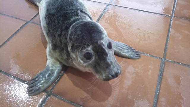 Uno de los cachorros de lobo marino rescatados en esta temporada