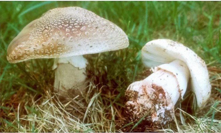 Setas...ante la duda, no te las comas