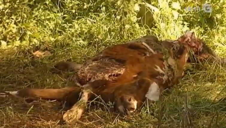 Asturias, Galicia, Cantabria y Castilla y León serán las autonomías que recurran la prohibición de cazar lobos