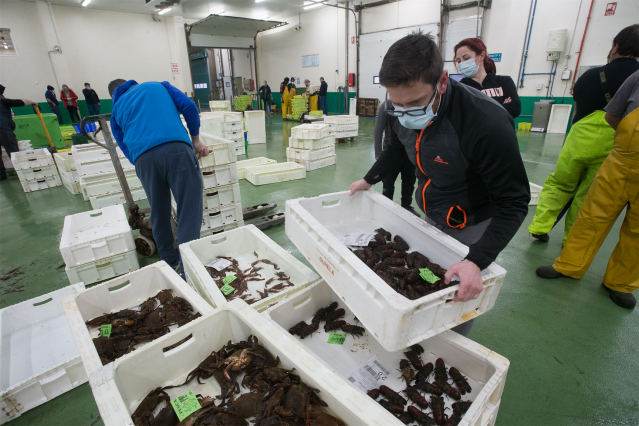 Superlonja de marisco celebrada en Burela, Lugo, el 22 de diciembre de 2020. Ultima lonja de marisco antes de la nochebuena en la Lonja de Burela. Los principales restauradores y exportadores han estado presentes en las pujas, donde los mejores ejemplares