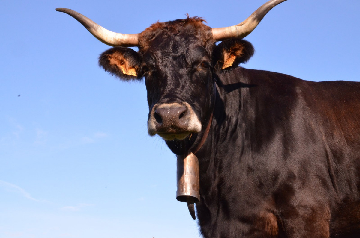 Vaca de raza autu00f3ctona Caldelu00e1