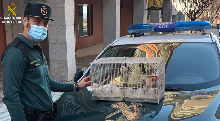 El robo de unos pájaros valorados en 3.500 euros termina con la detención de un vecino de Moaña