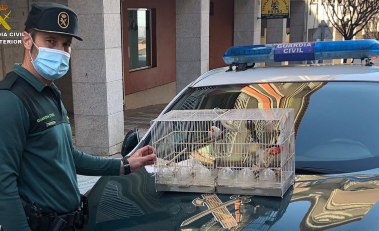 El robo de unos pájaros valorados en 3.500 euros termina con la detención de un vecino de Moaña