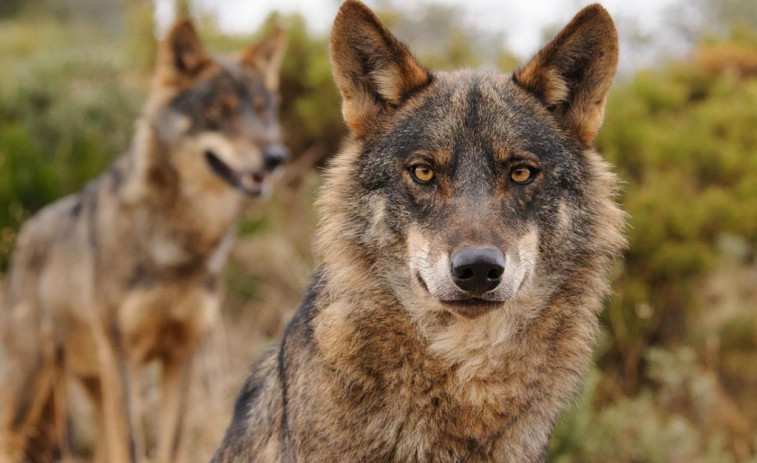 España incluye al lobo en el lista de especies en régimen de especial protección y prohíbe su caza en todo el país
