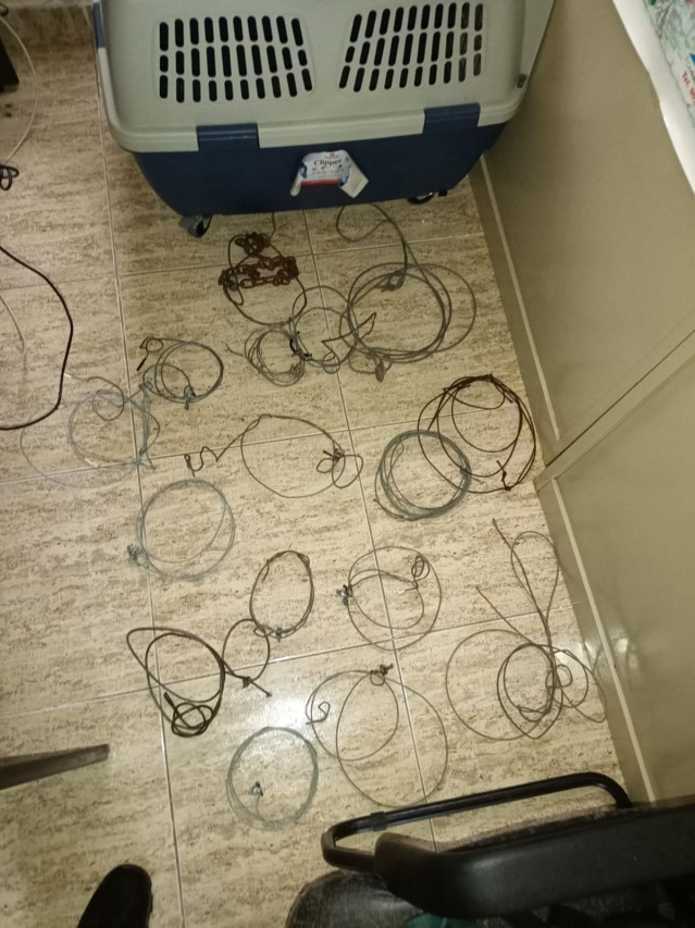 Trampas de lazo interceptadas en un monte de As Nogais (Lugo).