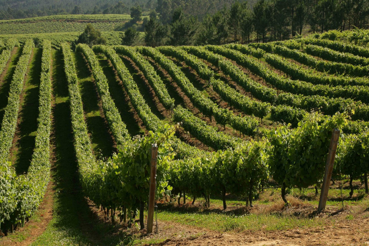 Viñedos de Terras Gauda en El Rosal, Pontevedra.
