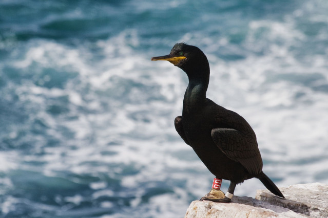 El proyecto Encorat de la Universidade de Vigo busca reducir la mortalidad del cormorán