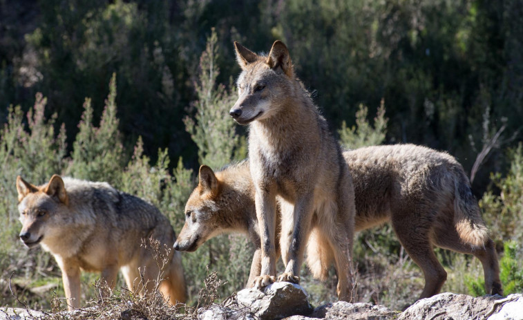 La Xunta abre el 10 de enero el plazo para solicitar ayudas para proteger a los rebaños contra el lobo