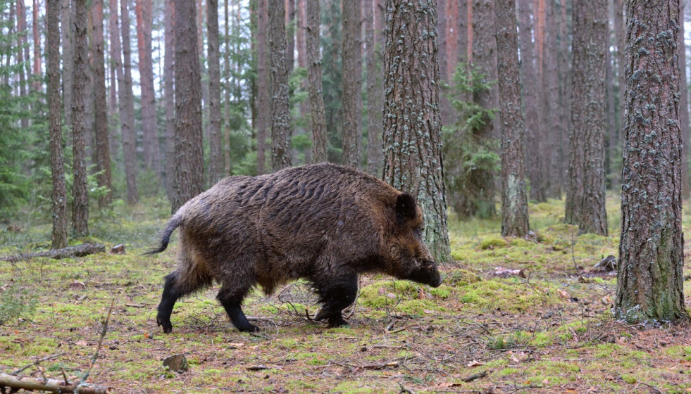 Jabalí, monte, caza, bosque.