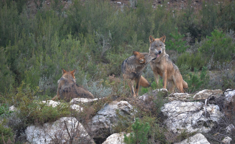 El modelo francés de protección del lobo podría solucionar la gestión de la especie en Galicia, proponen animalistas