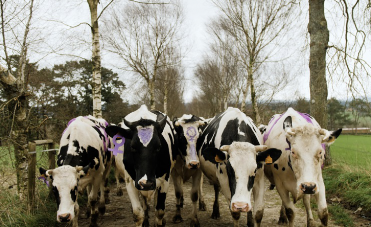 (VÍDEO) Hasta las vacas se suman al 8-M: manifestación vacuna por todas las 'muUujeres'