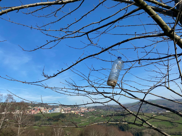 Archivo - Trampa para la avispa asiática (vespa velutina).