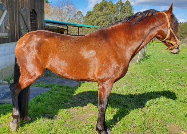 El caballo al que implantaron el chip de 'Chispo XIII' para venderlo como de pura raza.