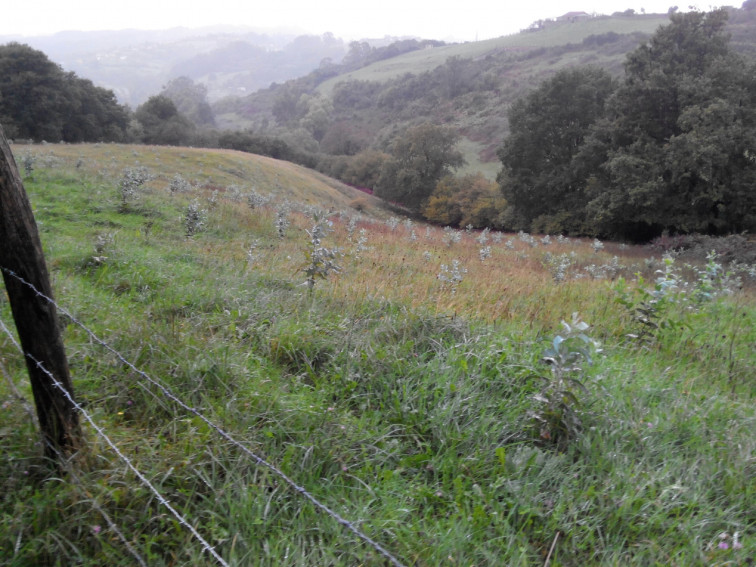 Efecto llamada para plantar más eucaliptos tras la moratoria en las plantaciones, denuncia el SLG