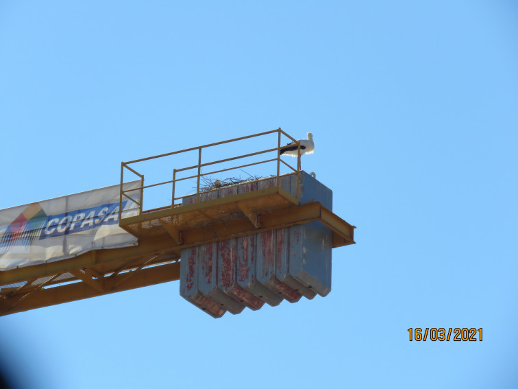 Un nido de cigüeña en lo alto de la grúa del Museo Arqueológico de Ourense moviliza a los ornitólogos