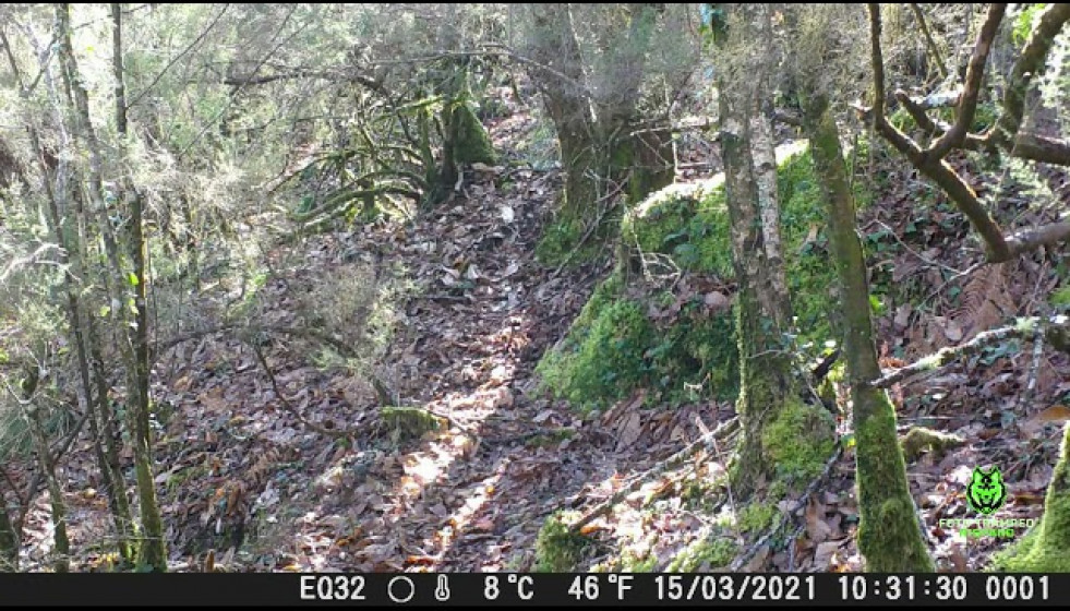 Sonidos Ardilla Galicia