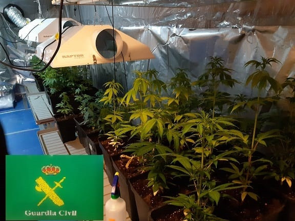 Cultivo de marihuana intervenido en una bodega de Ribadavia (Ourense)