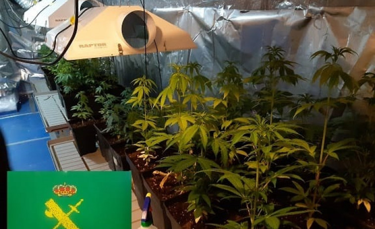 Descubren un cultivo de marihuana con 55 plantas en una bodega de Ribadavia y hay tres investigados