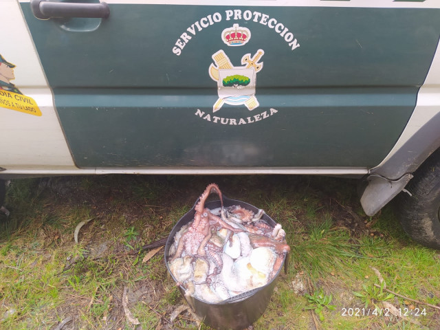Pulpo intervenido en Camariñas (A Coruña) por el Seprona.