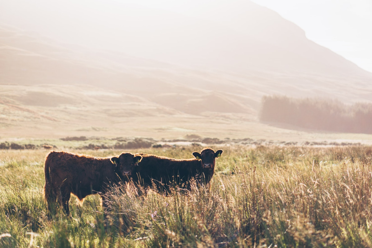 Vacas en un campo de Escocia