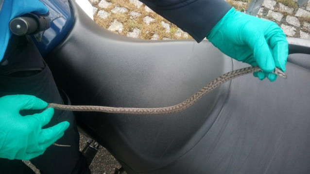 Ejemplar de 'culebra bastarda' retirada de una vivienda de Vigo por agentes de la Policía Local.