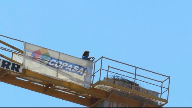 Nido de cigüeñas en Ourense