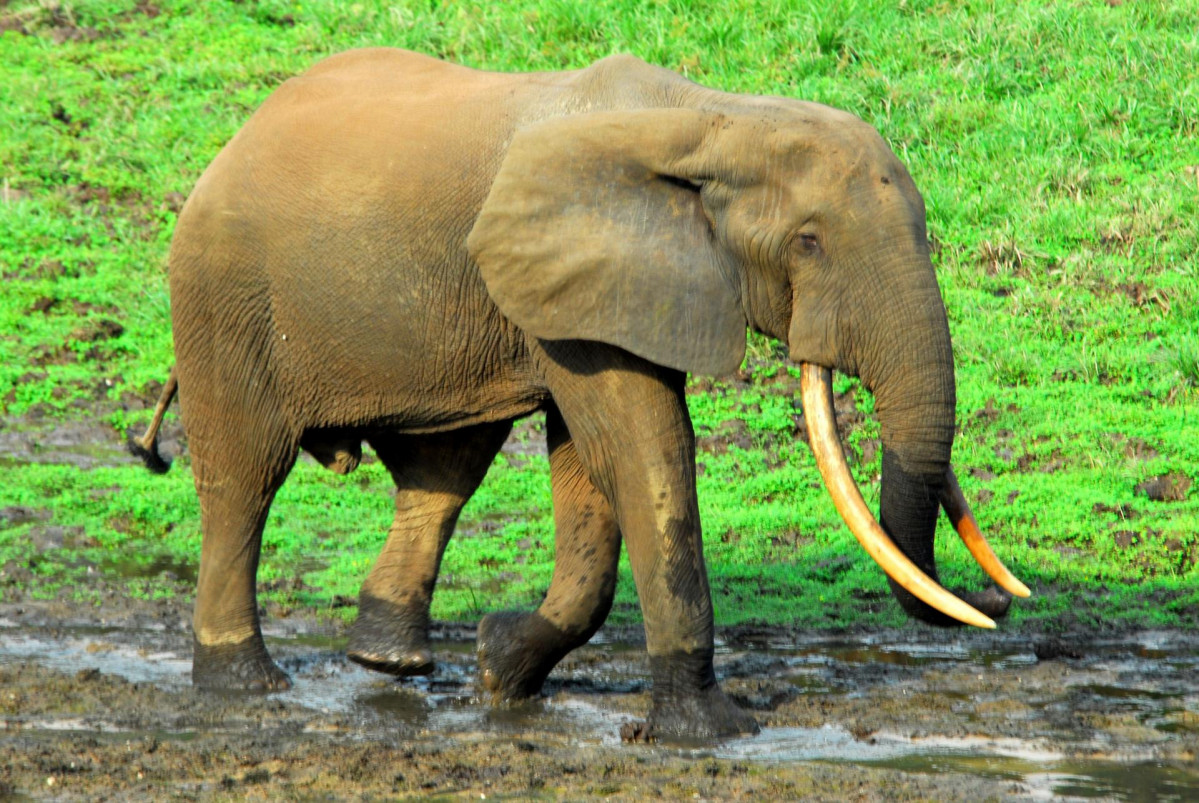 Ejemplar de elefante de bosque africano, declarado en 