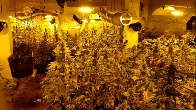Plantación 'indoor' de cannabis desmantelada en A Coruña por la Guardia Civil.