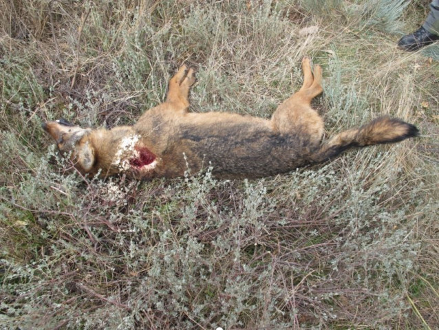 Lobo ibérico abatido ilegalmente por un cazador furtivo en A Veiga (Ourense).