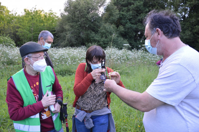 Localizan en el río Tomeza de Pontevedra unan planta descubierta en el mismo entorno por Martín Sarmiento en 1755