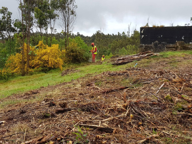 Desbroce de finca, roza, limpieza de terreno forestal