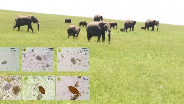 Parásitos estudiados en la investigación sobre una imagen de elefantes africanos