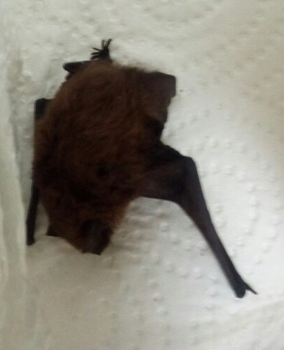 Murciélago herido recuperado en una vivienda en Vigo