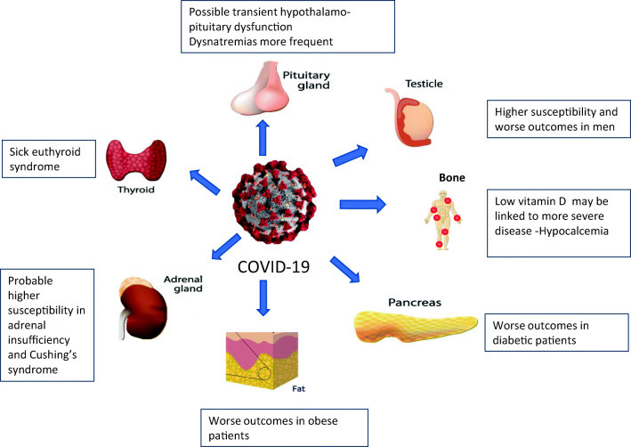 Covid y hormonas infografico