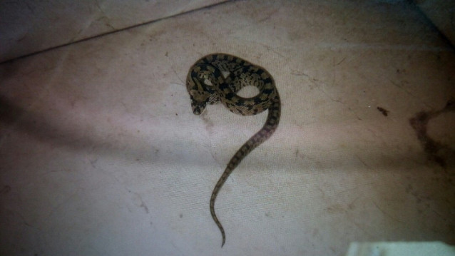 Una de las serpientes capturadas en viviendas por la Policía Local de Vigo