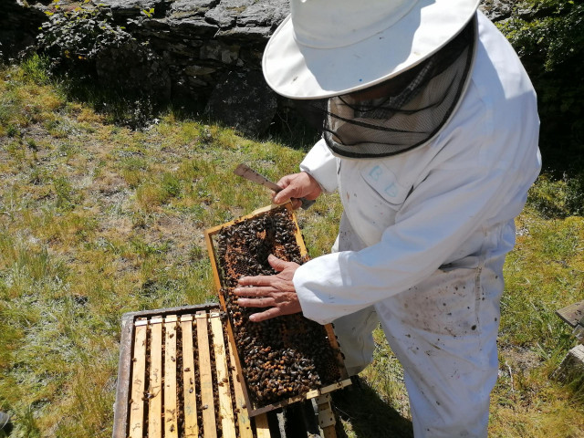 Un apicultor trabajando con sus colmenas