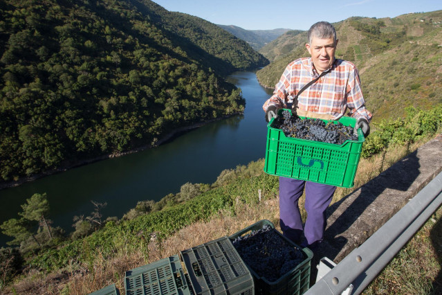 Archivo - Un vendimiador transporta en una caja parte de la cosecha recogida en el viñedo de la Bodega Algueira de la D.O. Ribeira Sacra de Lugo