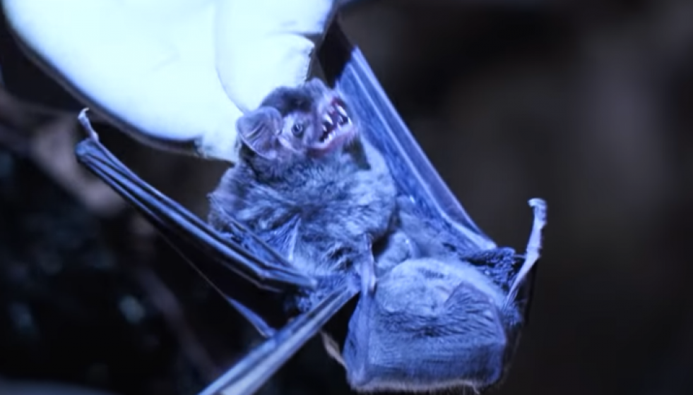 Murciélago en una cueva de Chinva en un vídeo del estado chino sobre cómo investigan virus