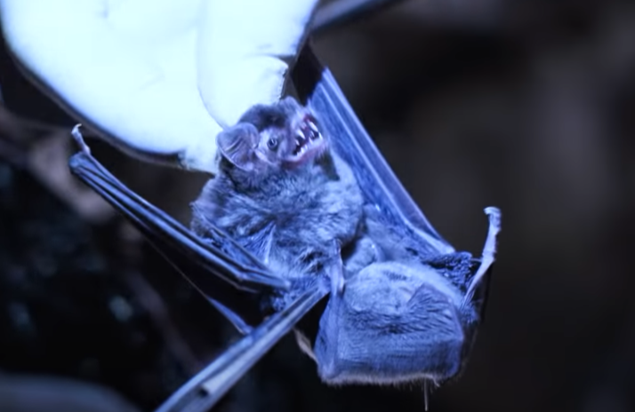 Murciélago en una cueva de Chinva en un vídeo del estado chino sobre cómo investigan virus