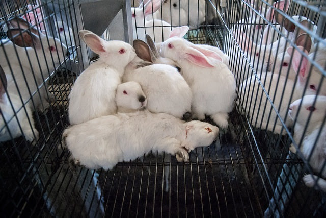 Archivo - Conejos apiñados en una jaula