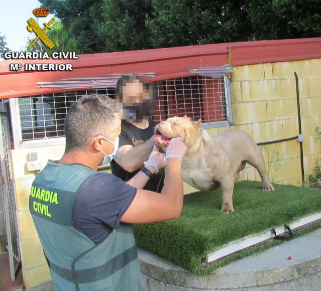La Guardia Civil recupera en Vigo dos perros que habían sido robados en Sanxenxo (Pontevedra).