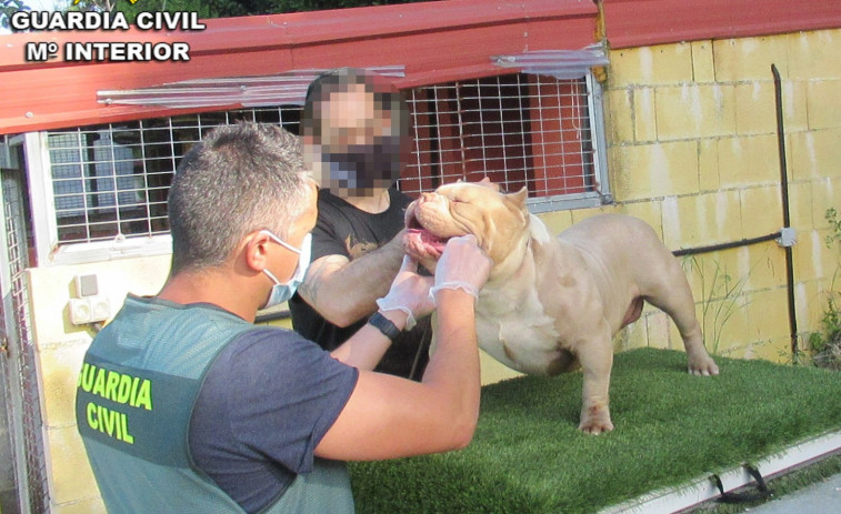 Recuperan dos perros robados en Sanxenxo valorados en 16.000 euros; tres investigados en Vigo por el robo