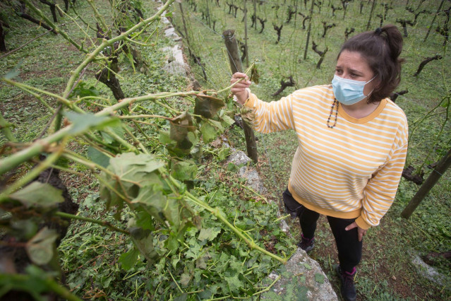 Una de las propietaria de Adega Amedo, bodega incluida en la D.O. Ribeira Sacra, Lorena Amedo, muestra los sarmientos rotos y las cepas destrozadas en la viña de su propiedad por la fuerte granizada
