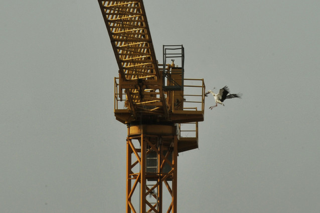 Archivo - Dos cigüeñas, conocidas como ‘Auria’ y ‘Ramón’, en un nido instalado en la grúa de las obras de rehabilitación del Museo Arqueológico Provincial de Ourense, a 31 de marzo de 2021, en Galicia (España). Este es uno de los dos nidos de cigüeñas par