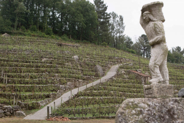 Viñedos de la propiedad de Adega Amedo, bodega incluida en la D.O. Ribeira Sacra, después de la fuerte granizada caída en la tarde de ayer, 16 de junio, en San Fiz de Asma, en el municipio de Chantada, a 17 de junio de 2021.