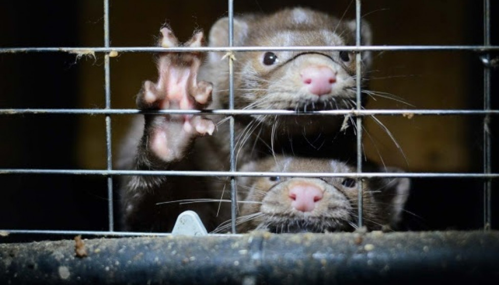 Visones americanos en una jaula